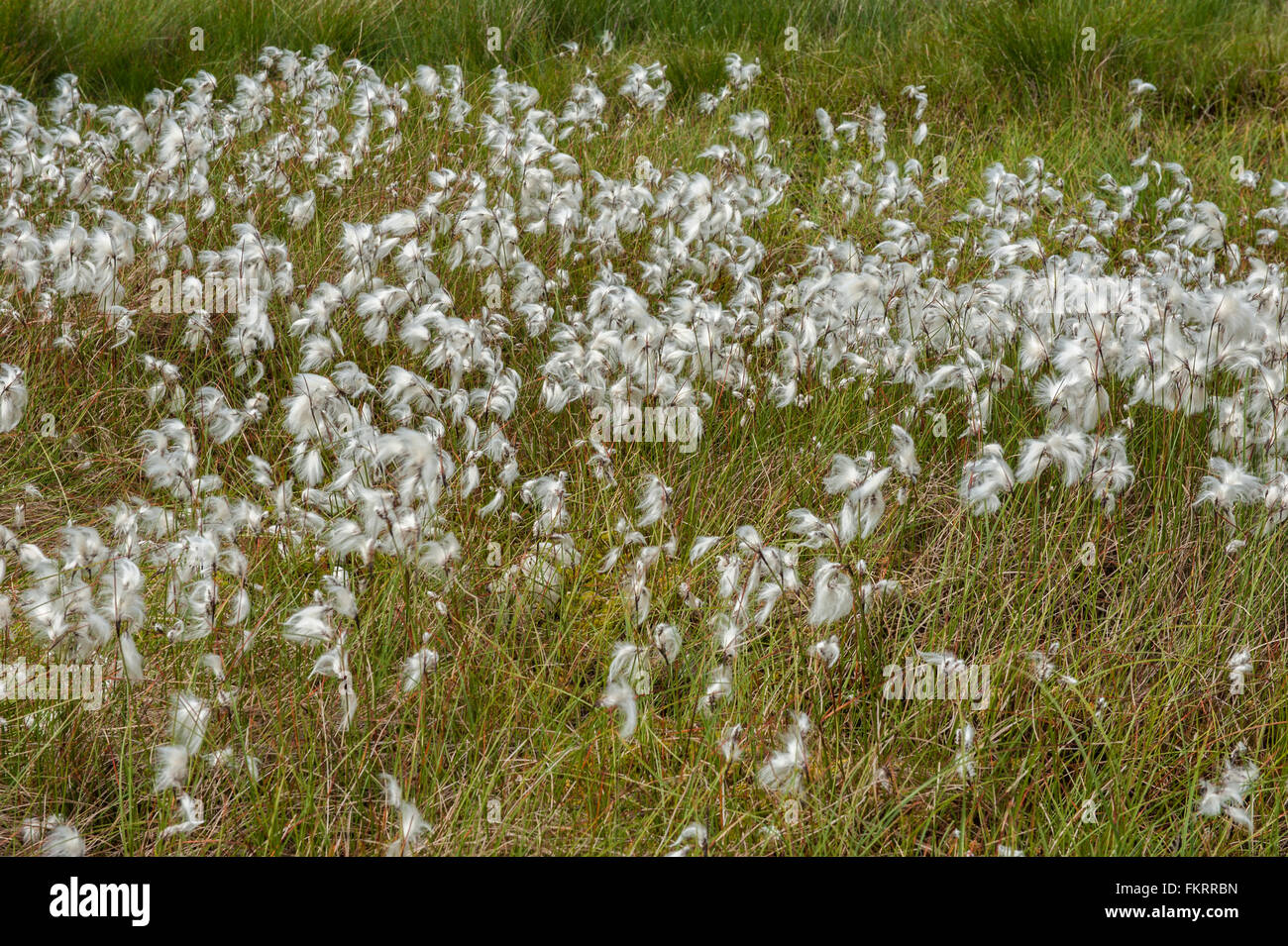 Wollgras am Birker verliebte sich in westlichen Cumbria Stockfoto