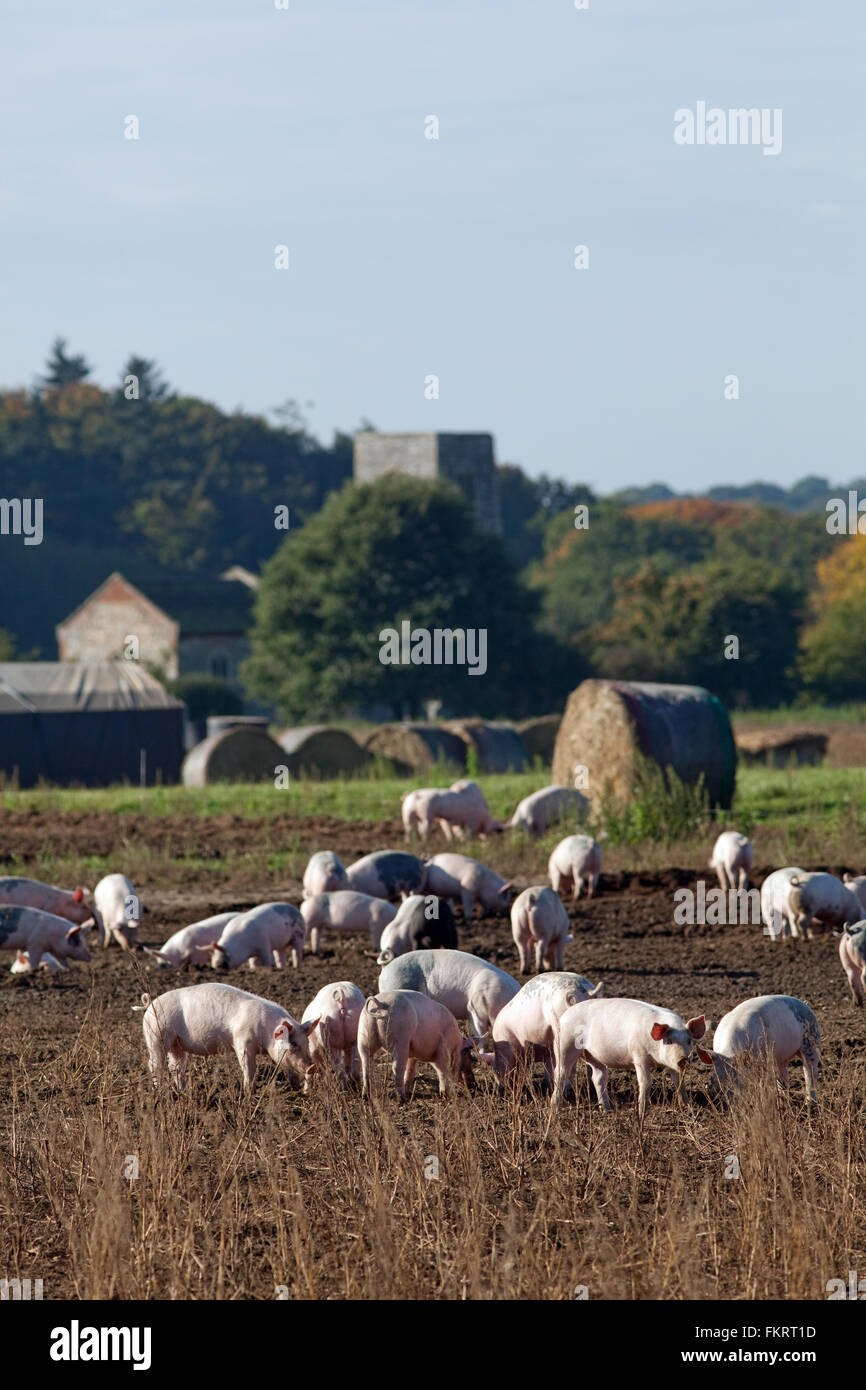 Schweinefarm. Haustiere (Sus Scrofa). Im Freien, aus Freilandhaltung Gehäuse. Schweine, die durch elektrische Zaundrähte und Strohballen enthalten. Stockfoto