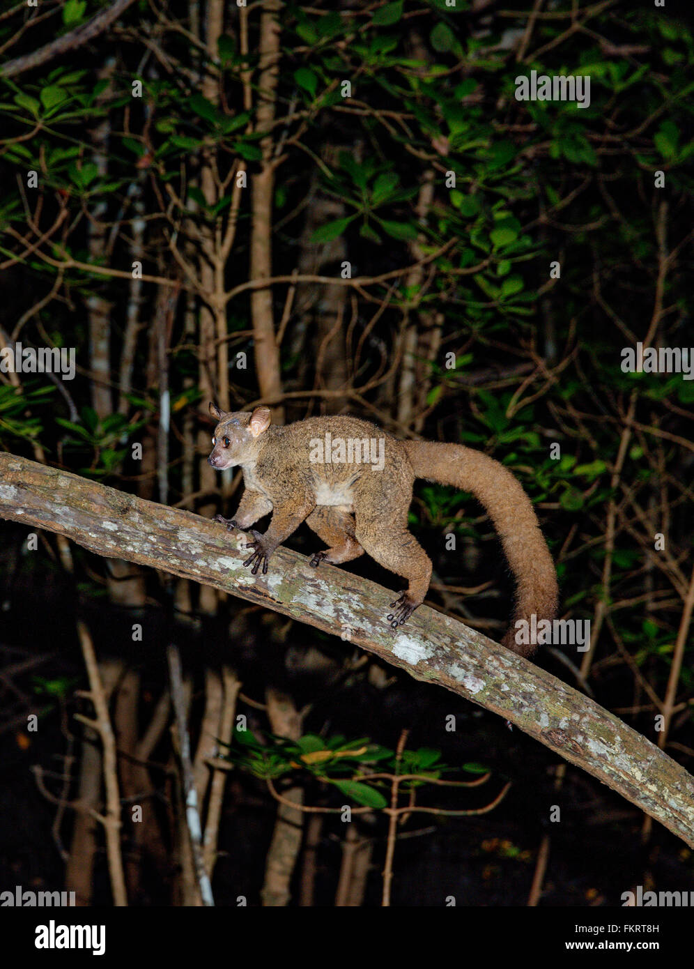Galago (Bush Baby) ist eine kleine nachtaktive Primaten. Jozani Forest Reserve, Sansibar, Tansania. Stockfoto