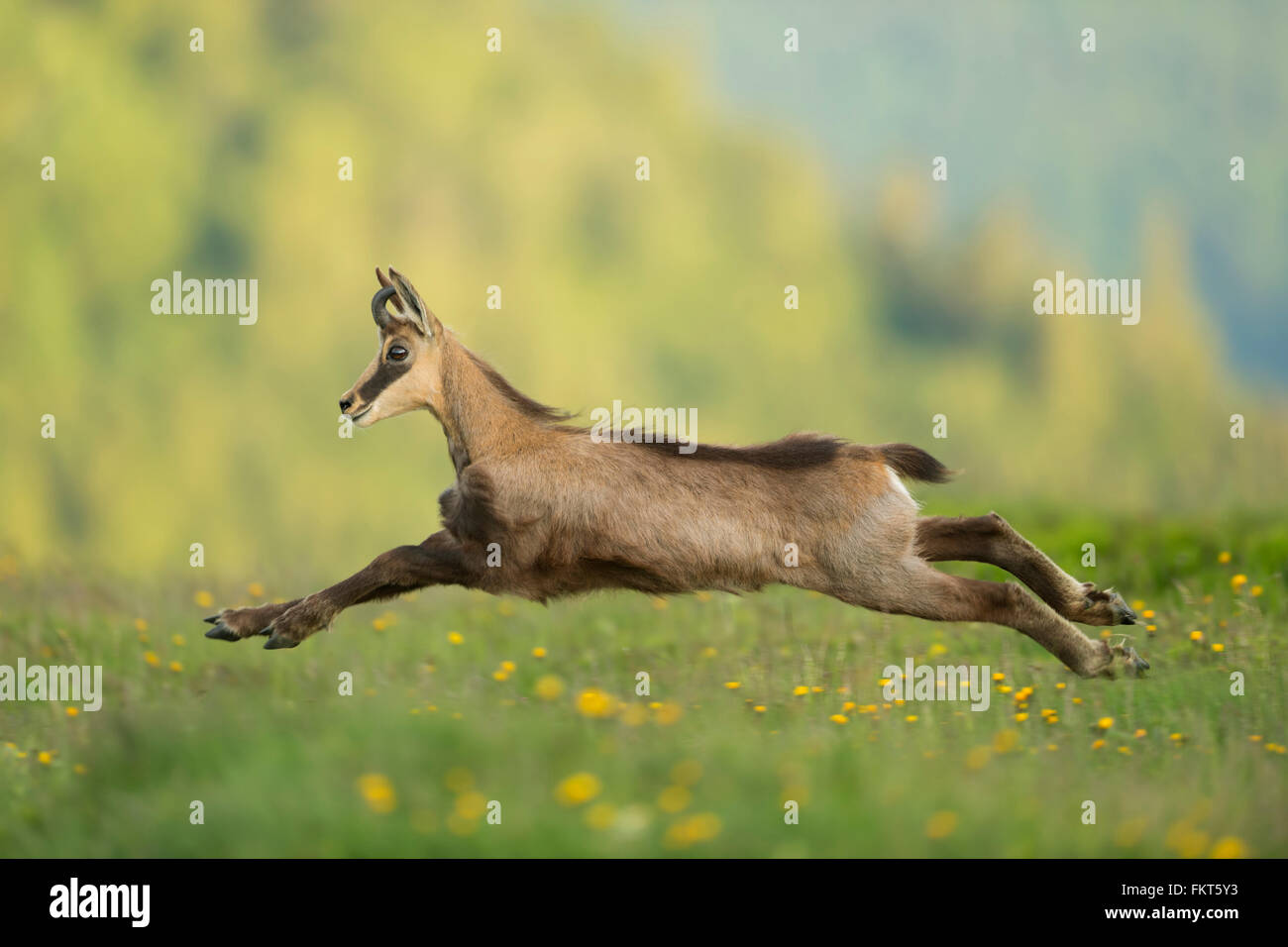 Alpine Chamois / Gaemse (Rupicapra Rupicapra), Young buck, in gestrecktem Sprung, schnell laufen, über blühende Almwiesen. Stockfoto