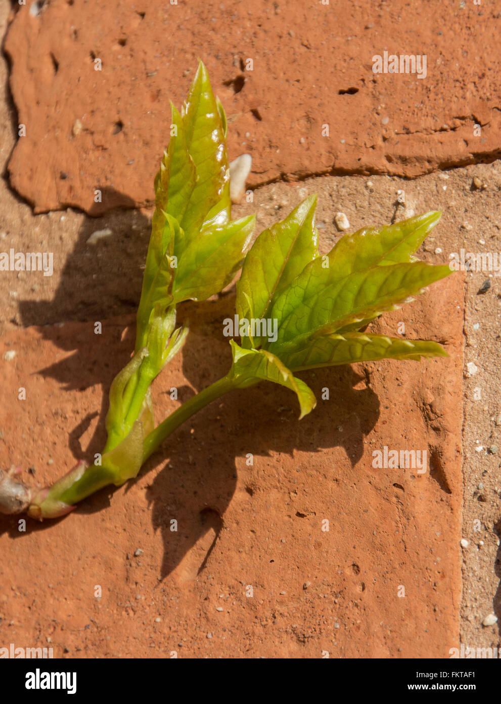 Neue Blätter im Frühjahr zu durchbrechen. gegen eine Mauer wächst Stockfoto