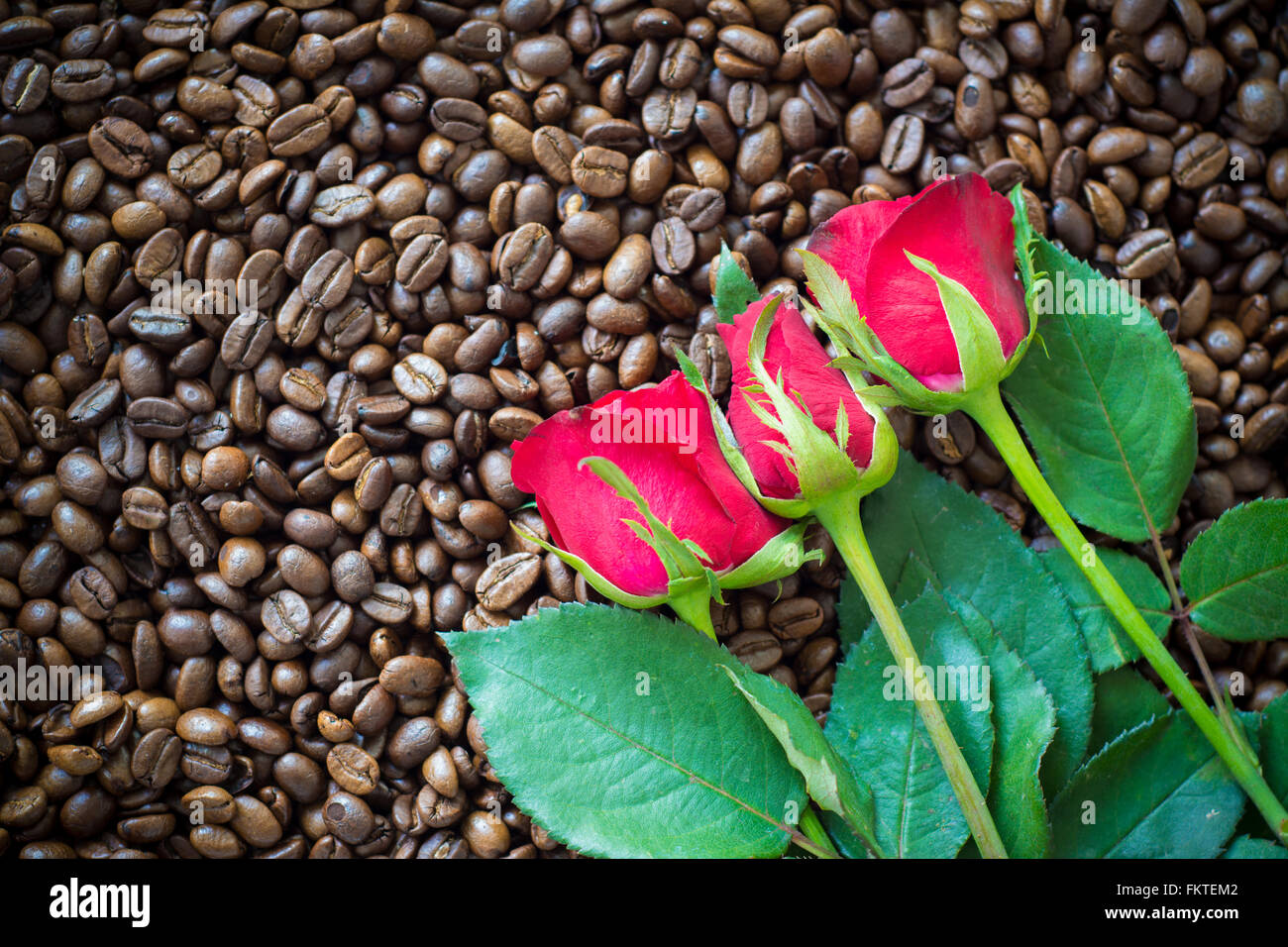 Rote Rose auf Kaffeebohne Hintergrund Stockfoto