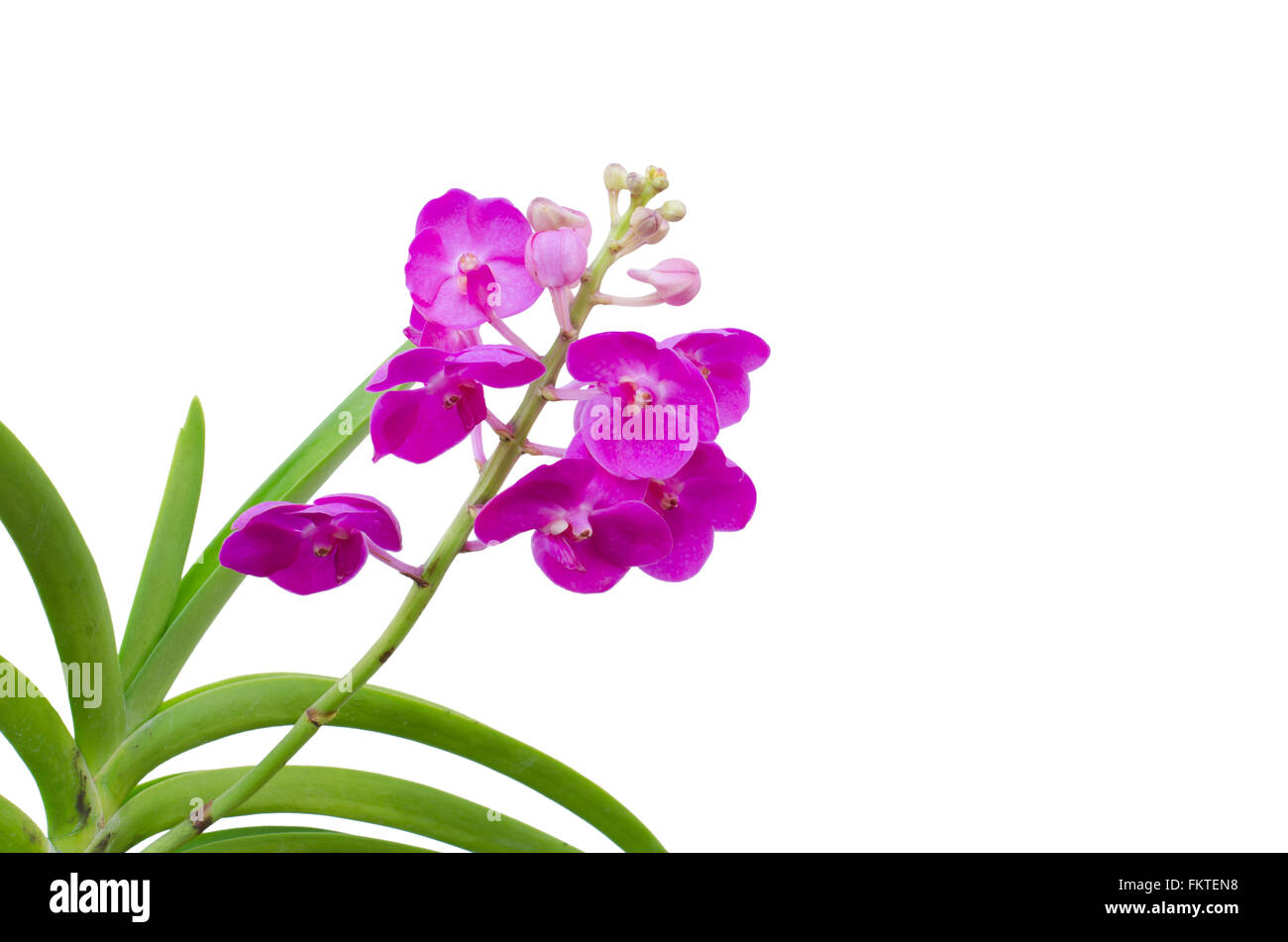 Hybriden Vanda Orchidee isoliert auf weißem Hintergrund Stockfoto