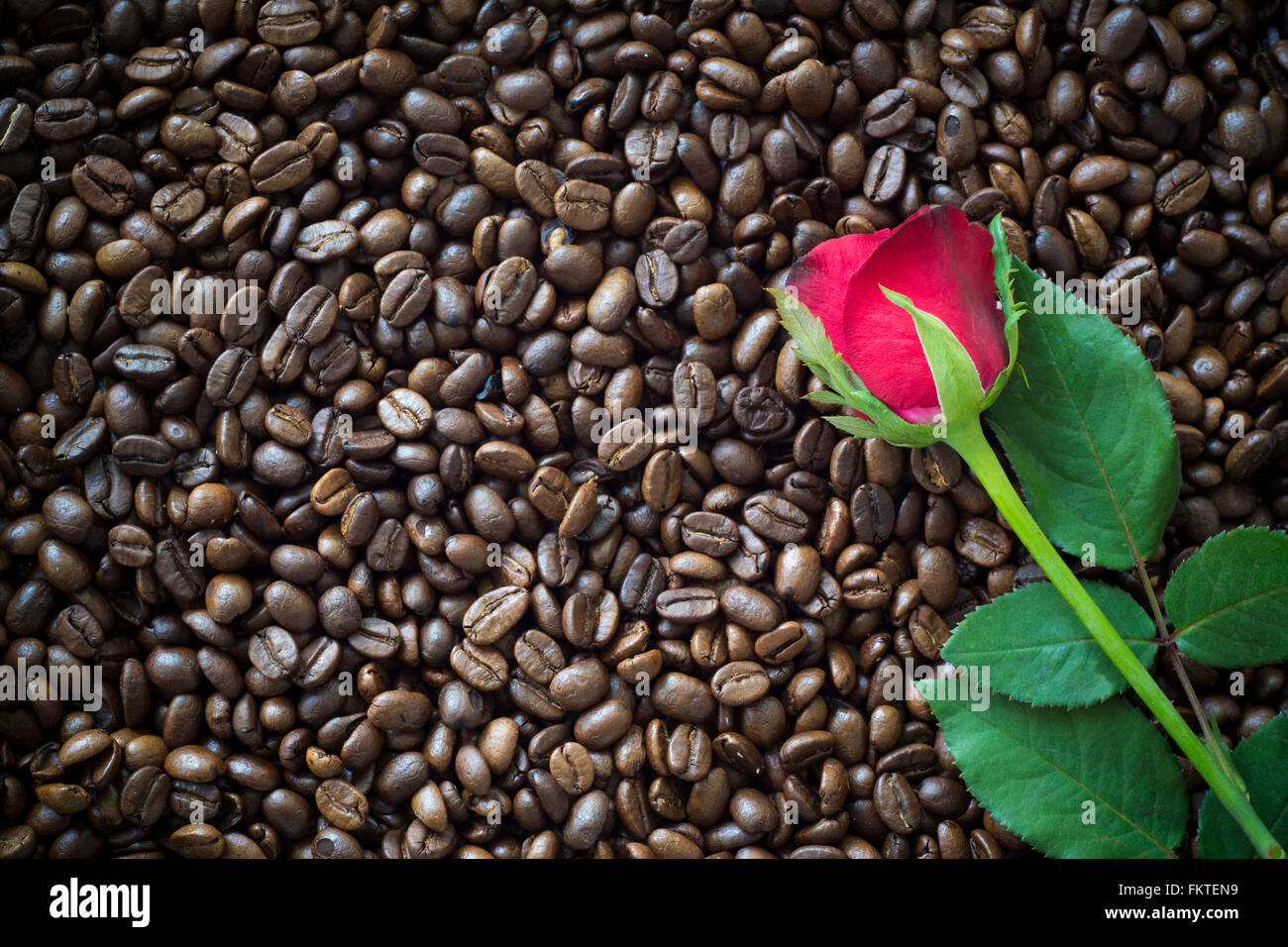 Rote Rose auf Kaffeebohne Hintergrund Stockfoto