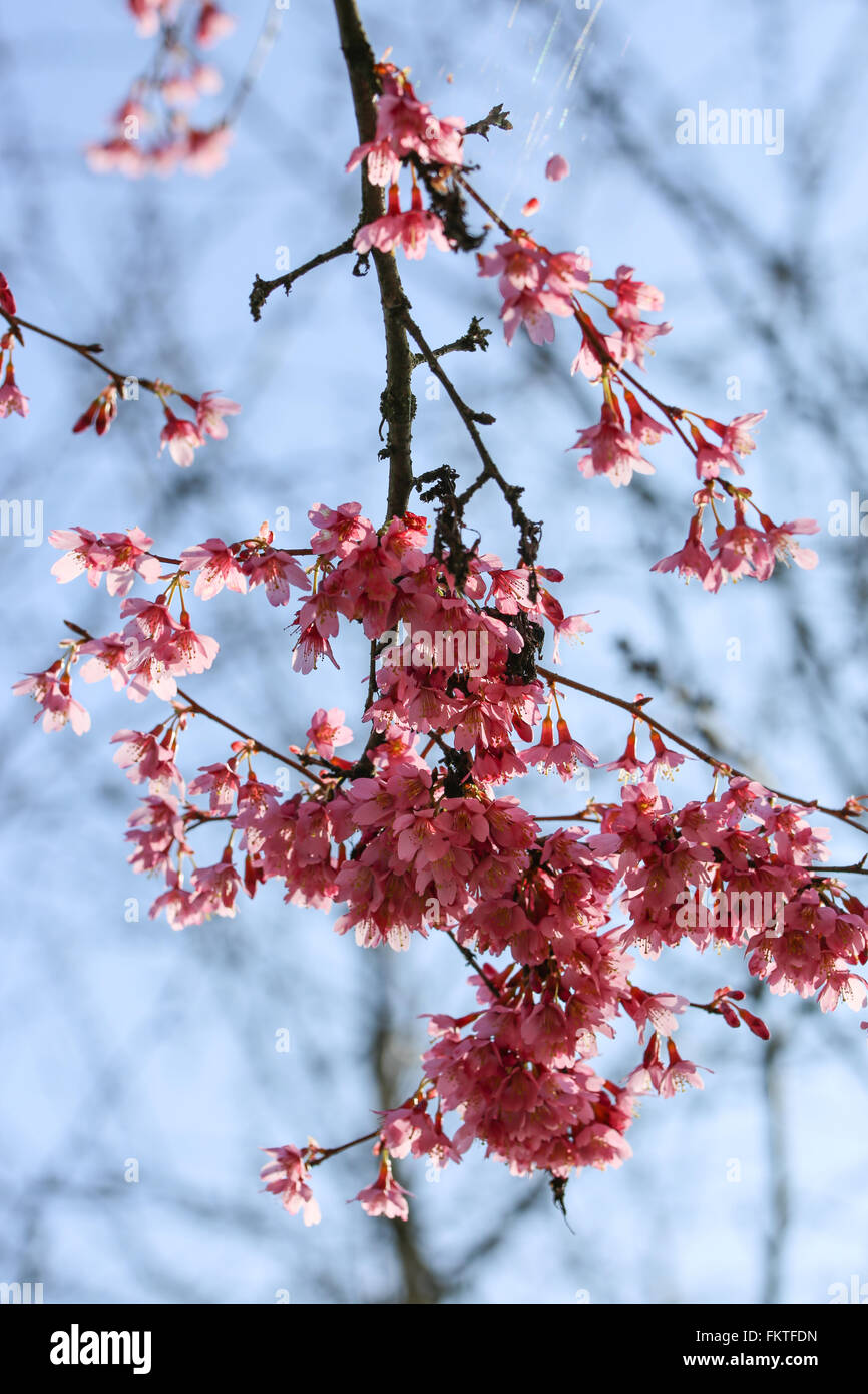 Frische, blühende Baum im Frühjahr mit rosa Blüten Stockfoto