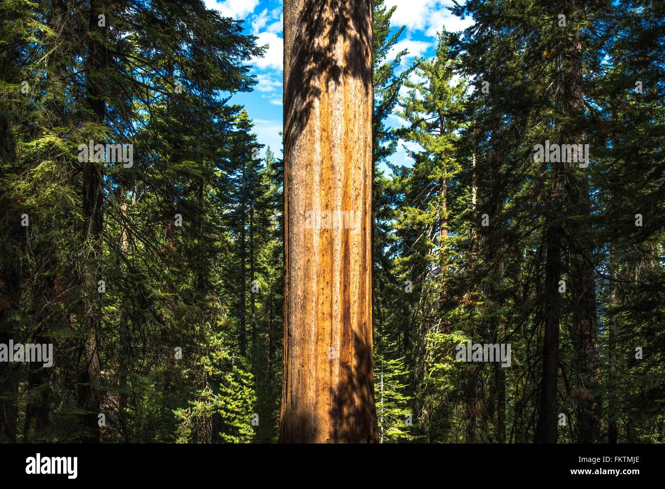Riesigen Redwood Baumstamm im Wald, Yosemite Nationalpark, Kalifornien, USA Stockfoto