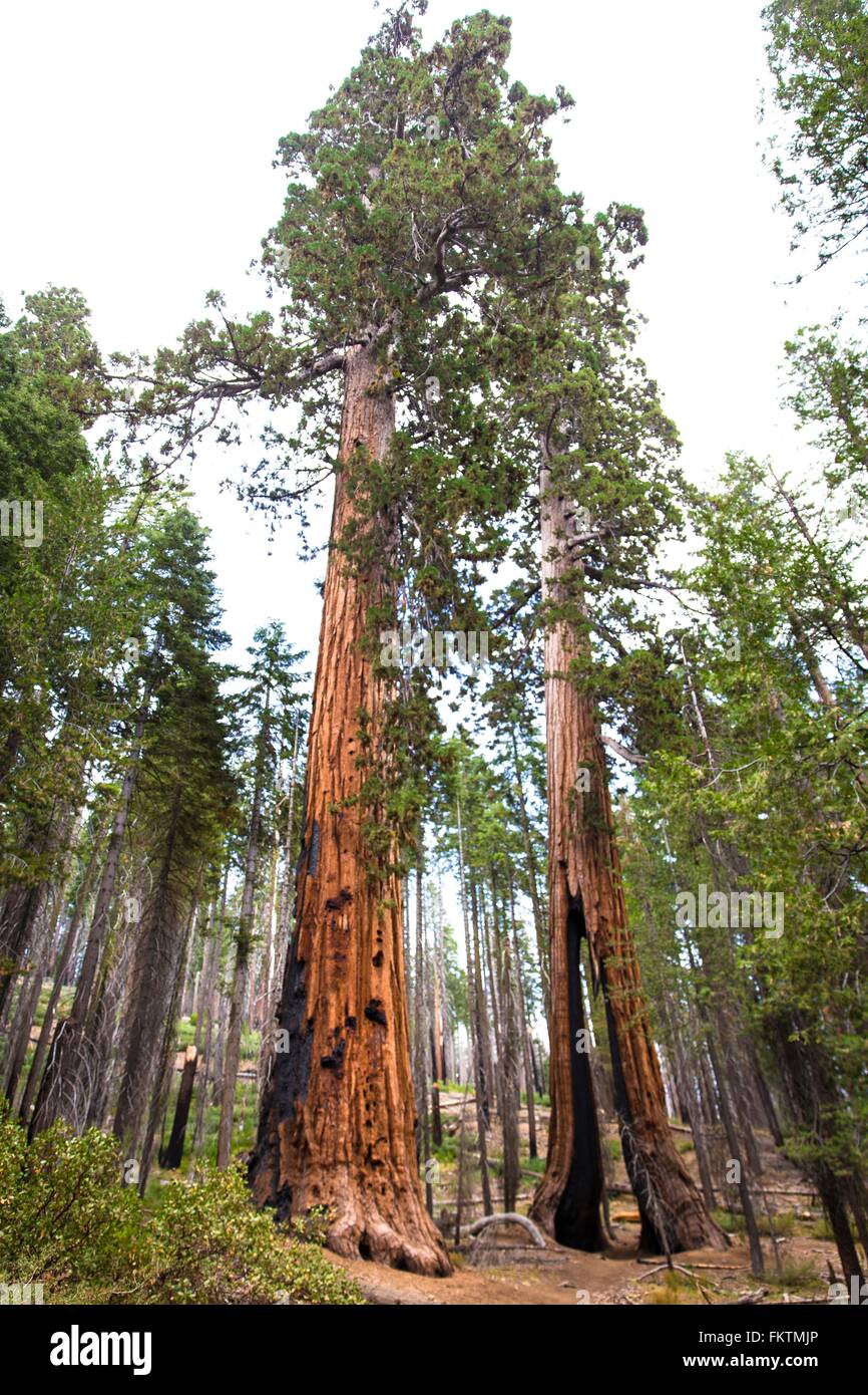 Niedrigen Winkel Ansicht riesigen Mammutbäumen, Yosemite Nationalpark, Kalifornien, USA Stockfoto