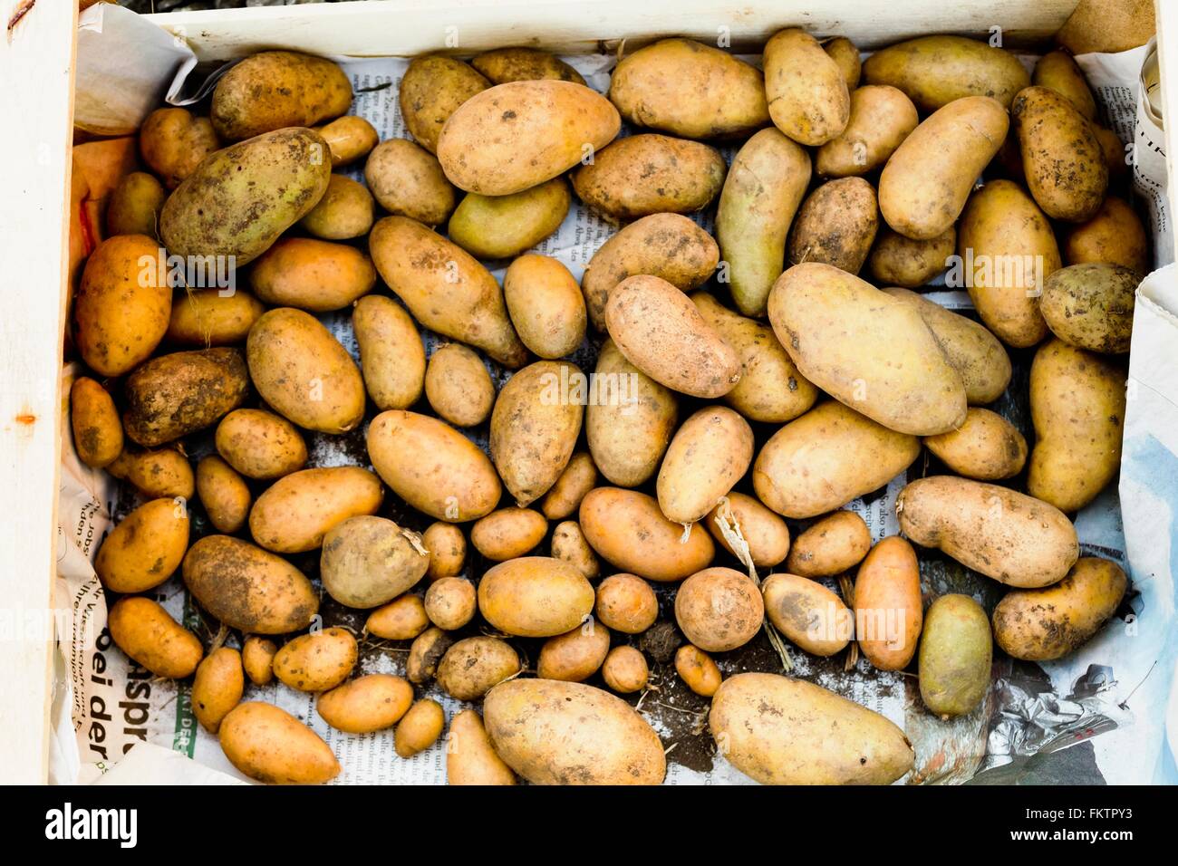 Homegrown Kartoffeln Stockfoto