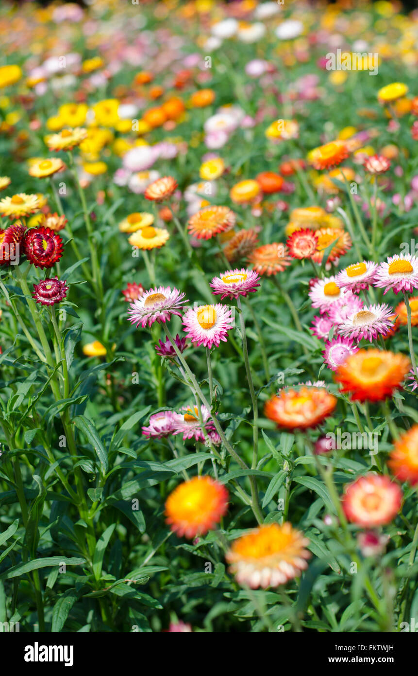 Helichrysum Bracteatum blühen im Garten Stockfoto