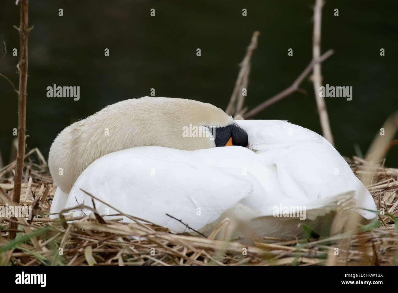 Einzelne Höckerschwan (Cygnus Olor) schlafen und Inkubation von Eiern auf dem Nest. Stockfoto