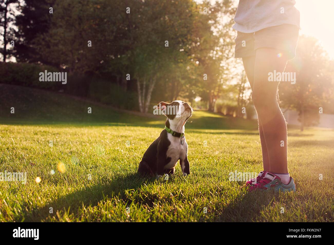 Taille abwärts von Mädchen Unterricht Boston Terrier Welpen sitzen Stockfoto