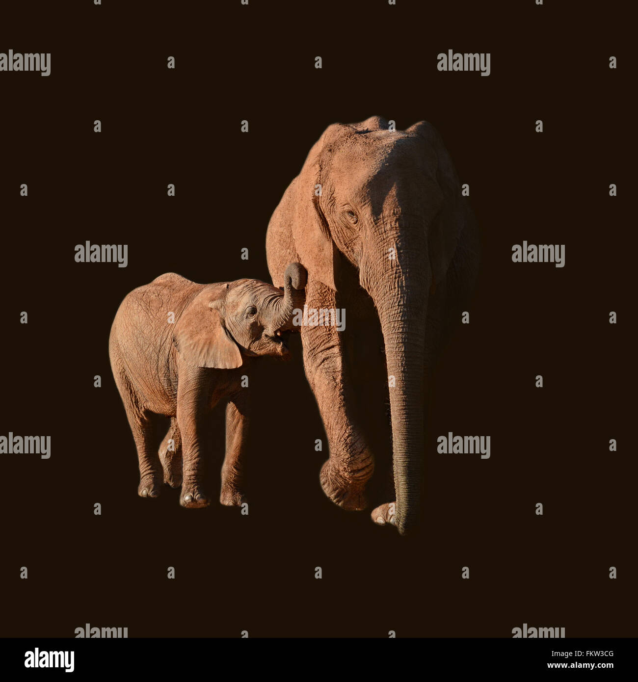 Porträt einer afrikanischen Elefanten-Mutter und ihr Kalb, rot von Staub baden Stockfoto