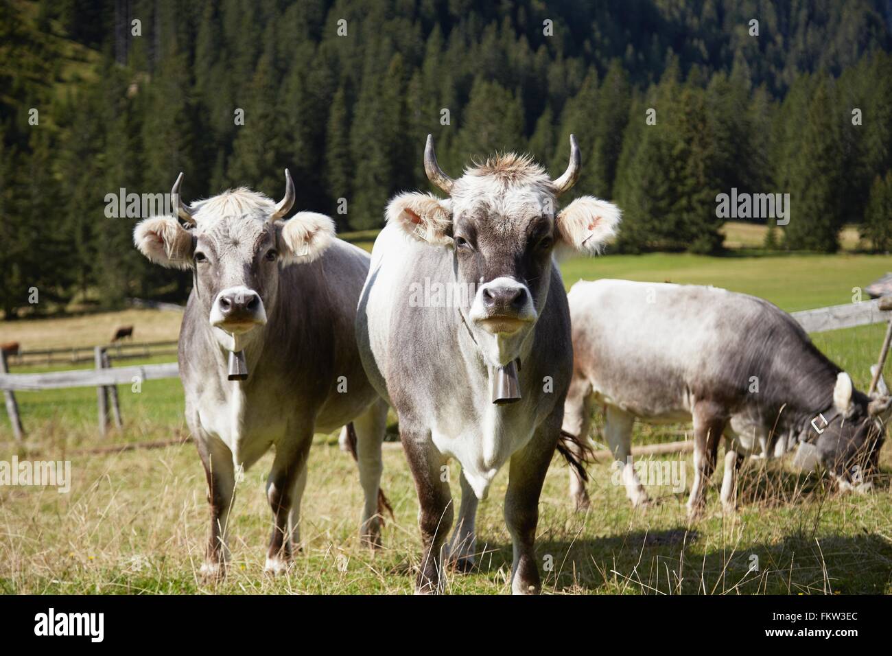 Porträt der Kühe tragen Kuhglocken im Tal, Ehrwald, Tirol, Österreich Stockfoto