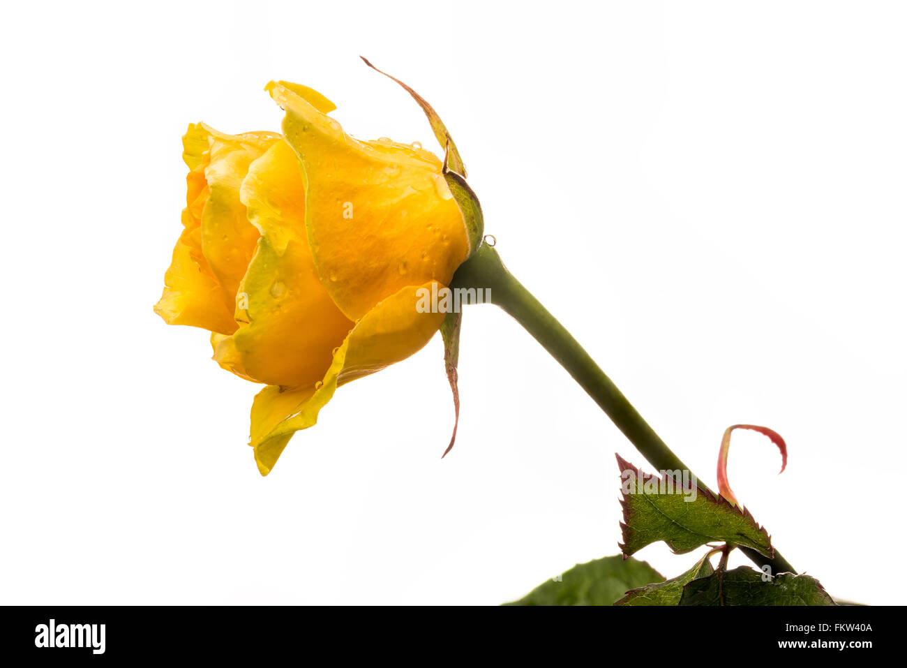 Nahaufnahme einer gelben Rose auf weißem Hintergrund Stockfoto