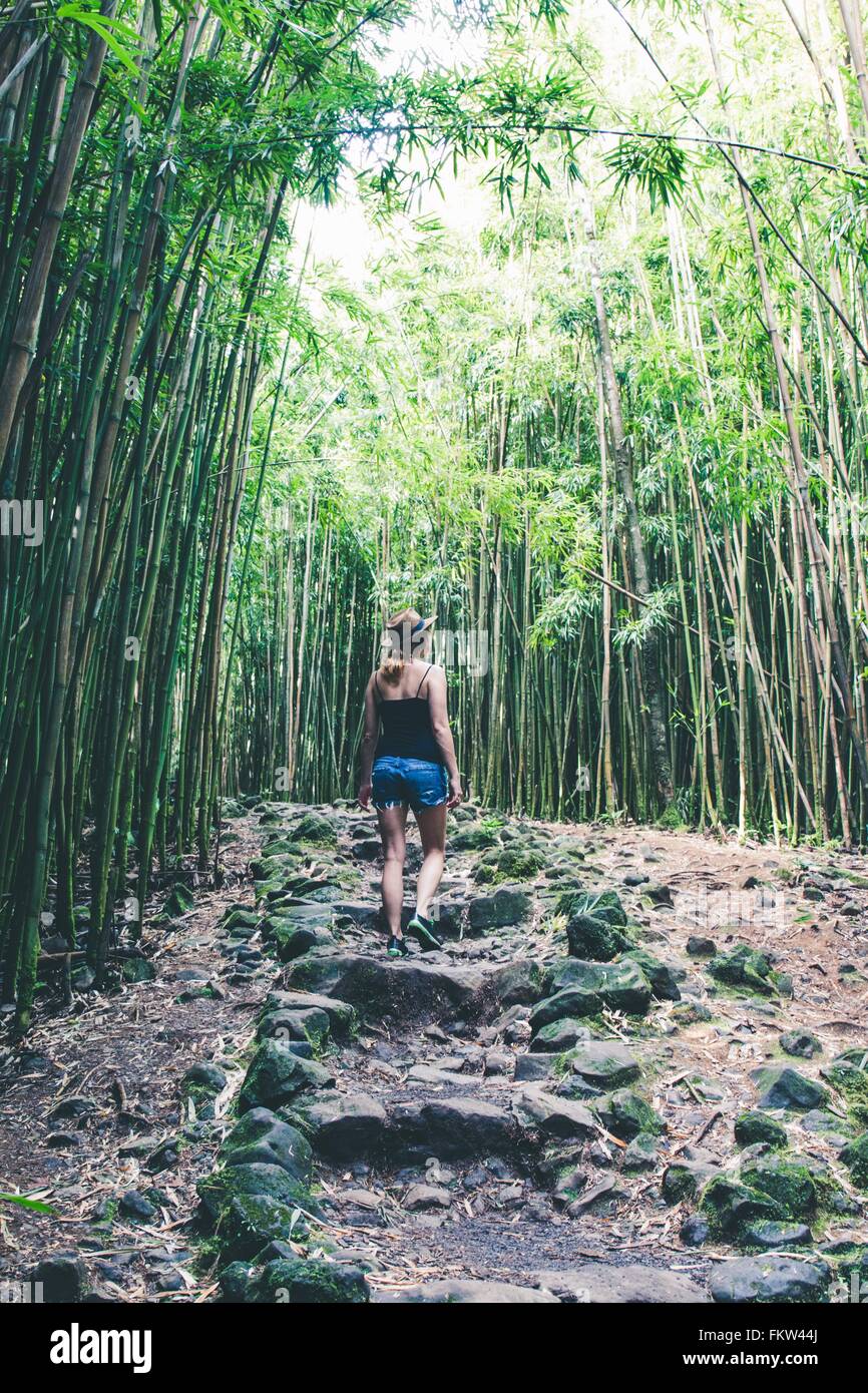 Rückansicht des weiblichen Touristen im Bambushain, Haleakala, Hawaii, USA Stockfoto