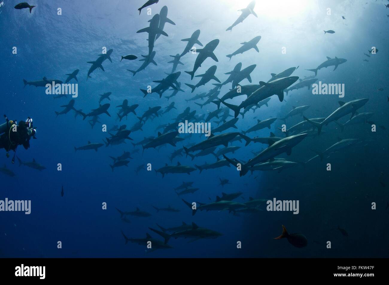 Taucher, die Annäherung an eine große Schule von seidig Haie (Carcharhinus Falciformis), Roca Partida, Revillagigedo, Mexiko Stockfoto