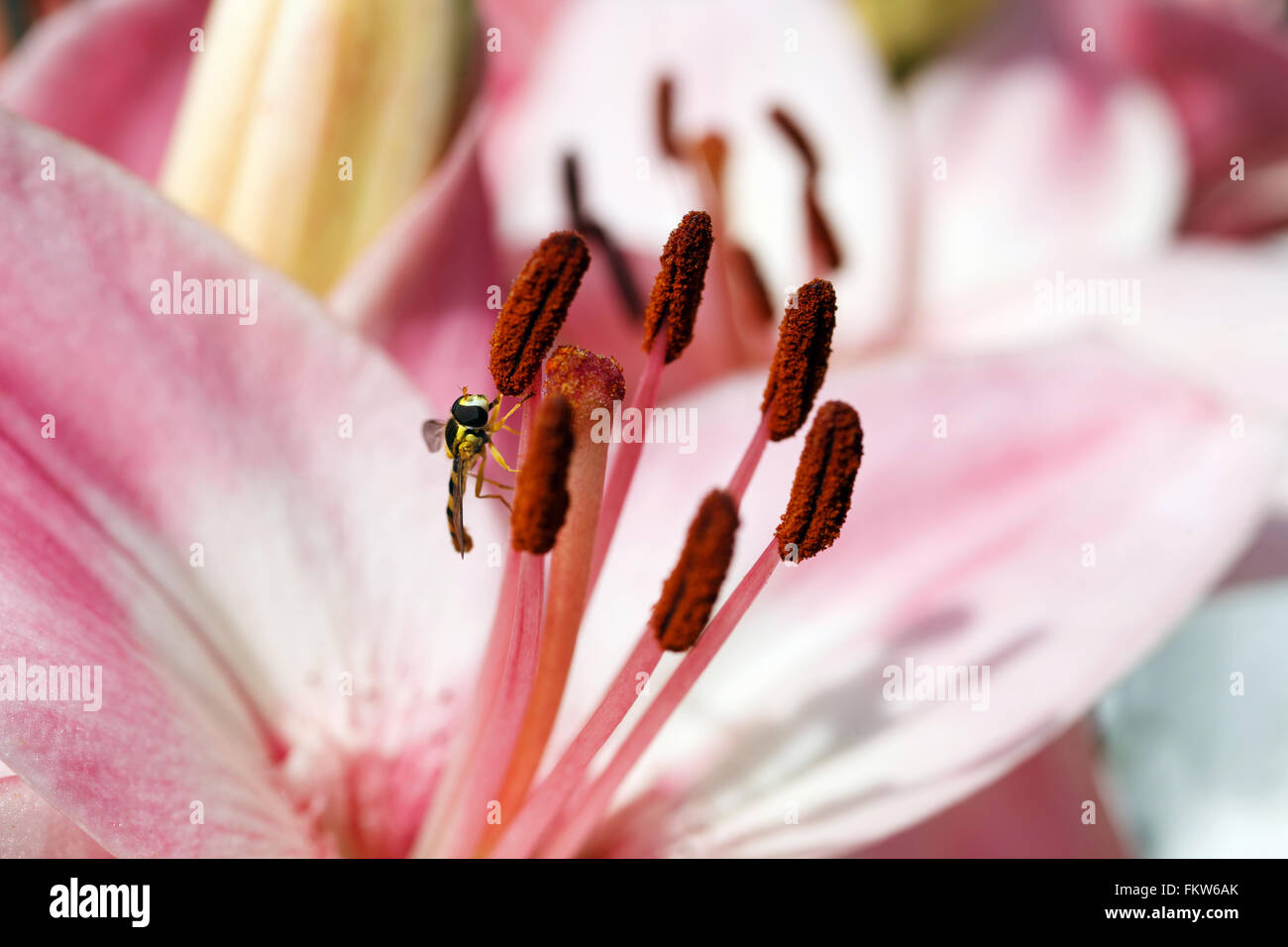 Schöne frische rosa Blütenköpfchen Stockfoto