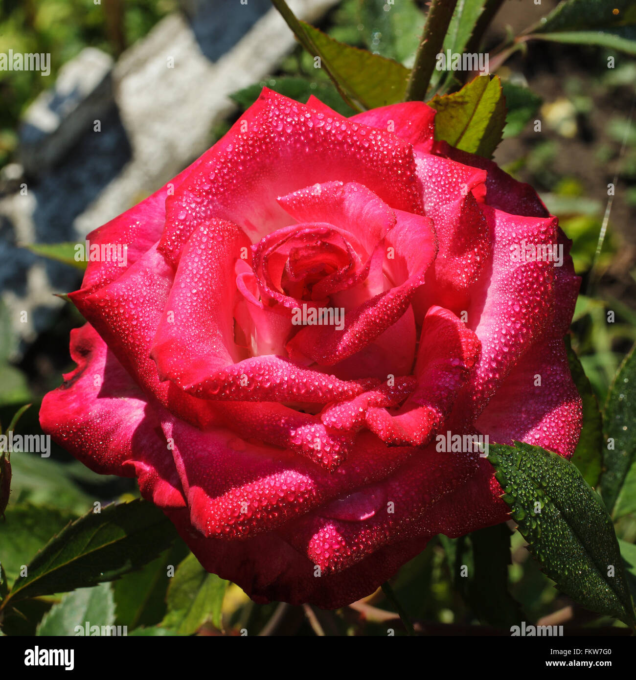 rosa Blüte rose Stockfoto