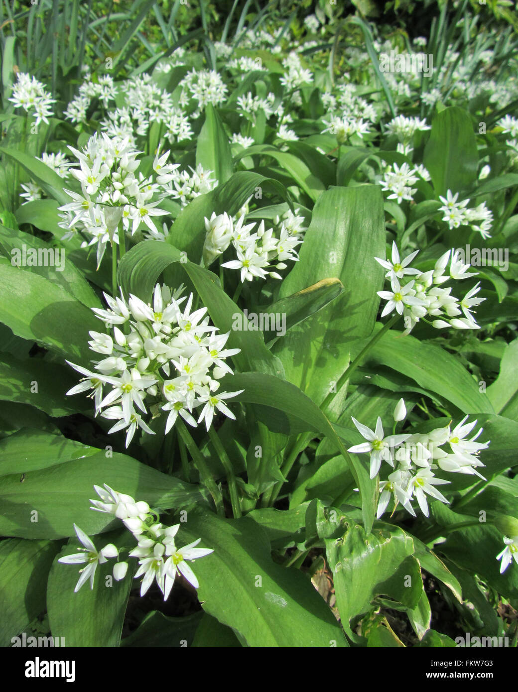 Bärlauch, Allium Ursinum, (Lösegeld), blüht im Frühjahr, wachsenden Wald inmitten der Natur. Stockfoto