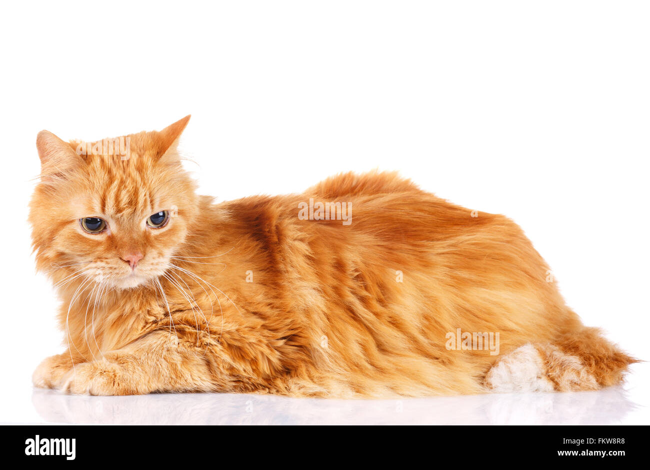 Rote Katze auf einem weißen Hintergrund isoliert Stockfoto