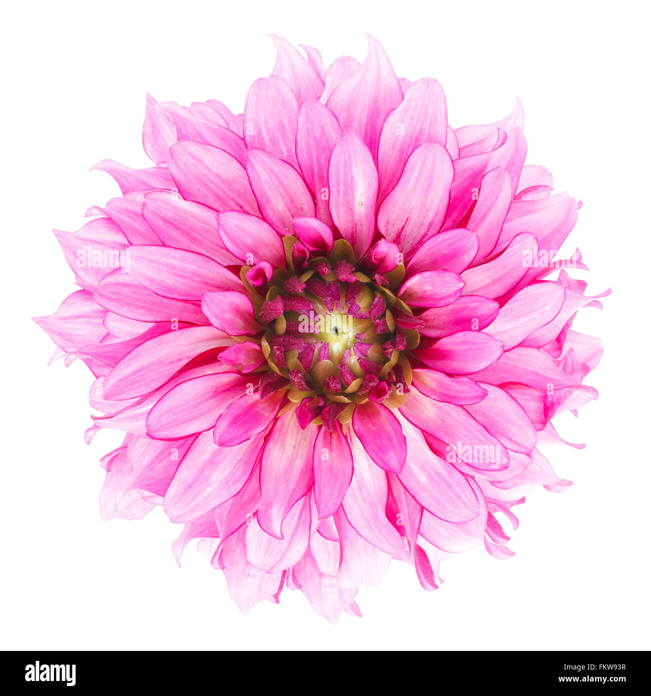 schöne rosa Blume isoliert auf weißem Hintergrund Stockfoto
