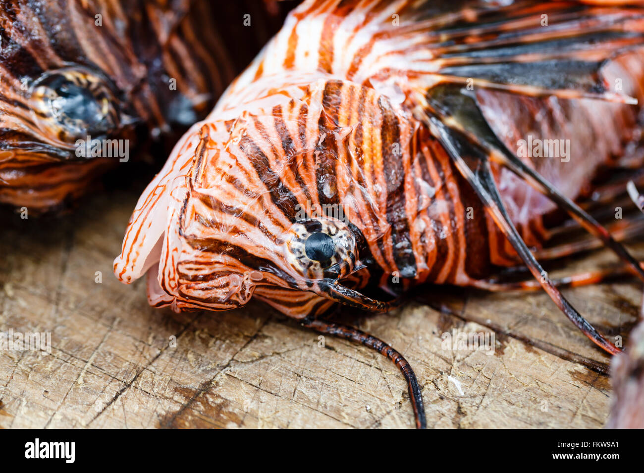 Nahaufnahme des Musters von toten Skorpionfischen, Pterois volitans, Schuppen und venemösen Spitzen am Kopf Stockfoto