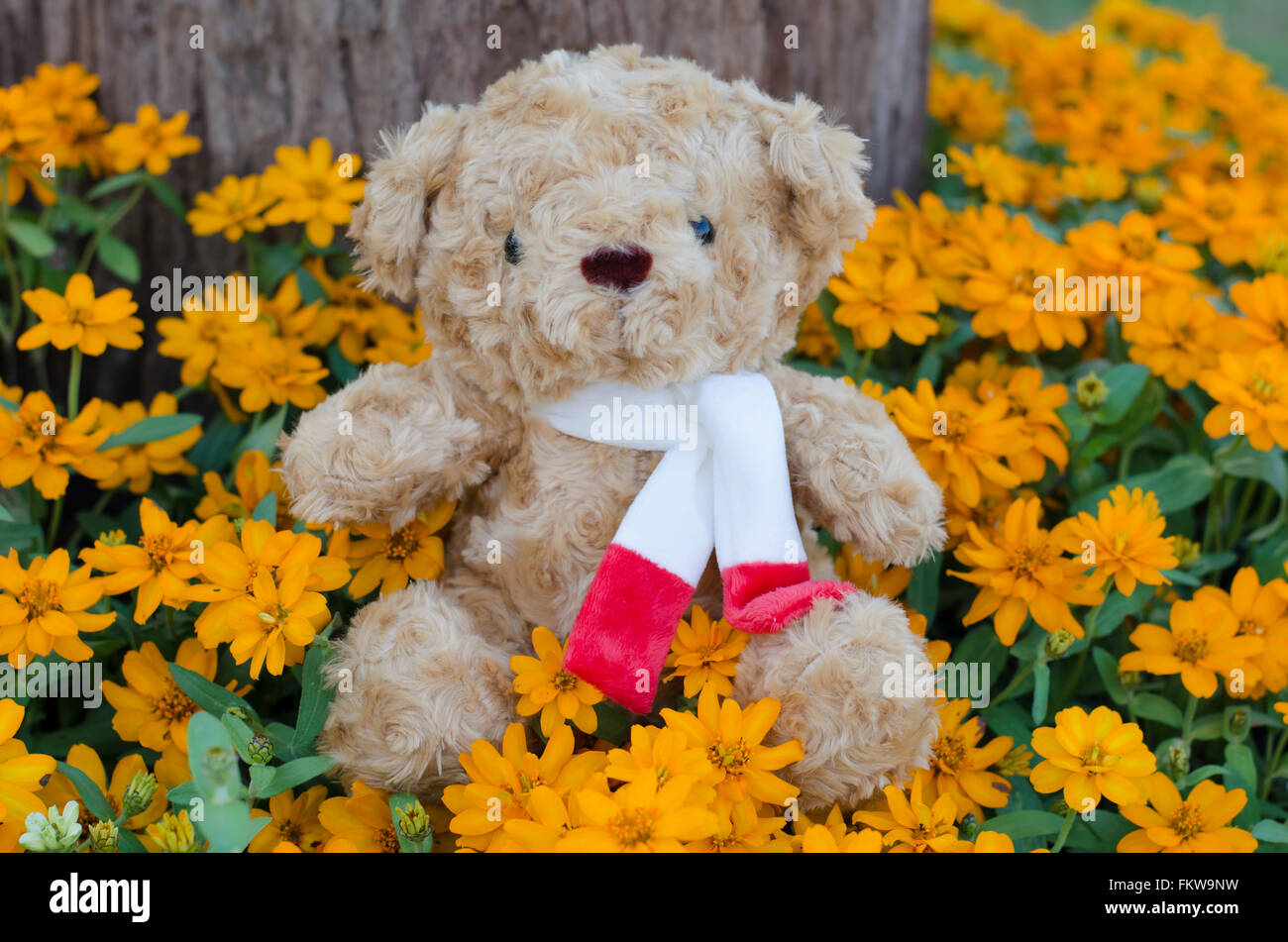 Teddybär im Blumengarten Stockfoto