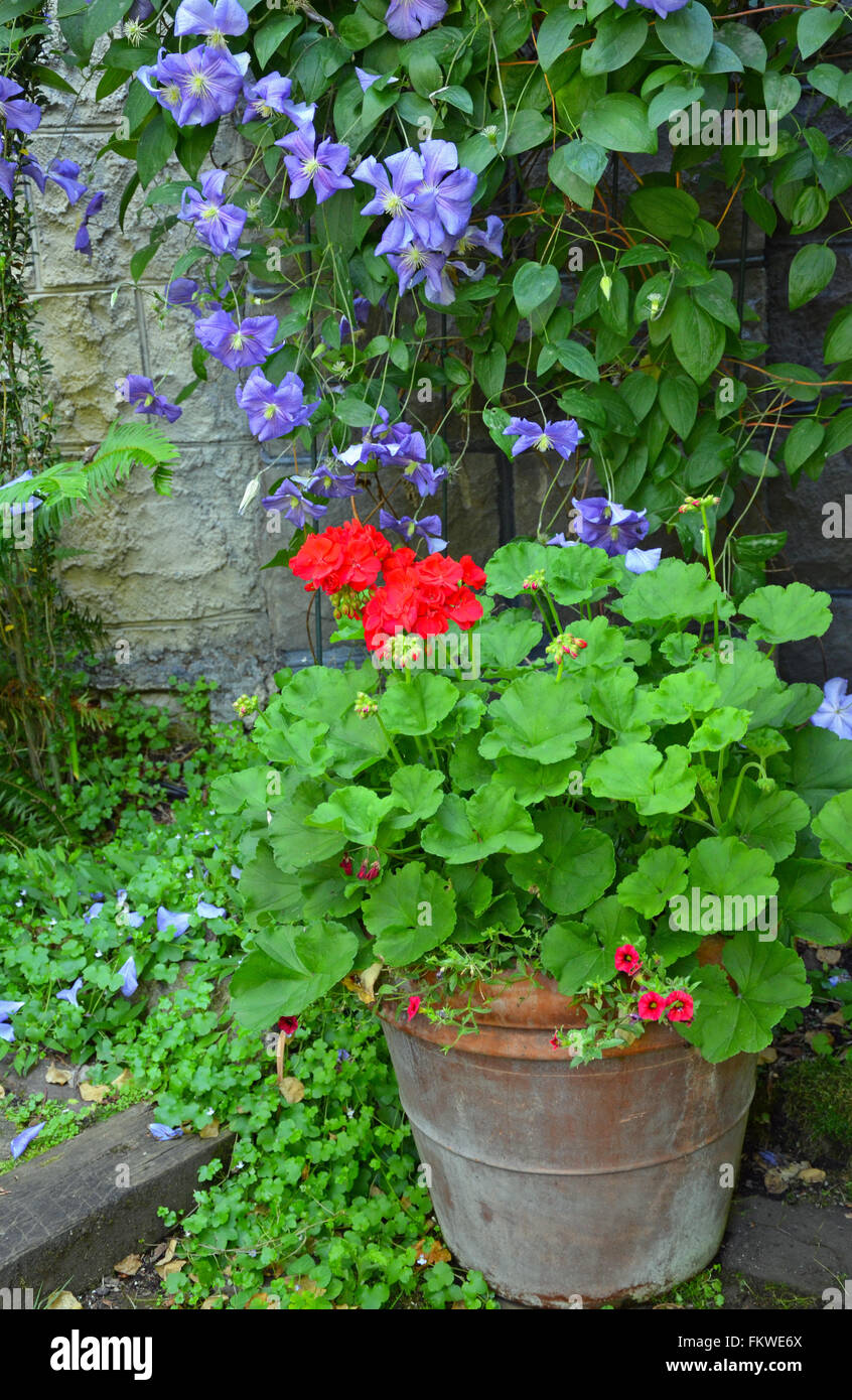 Bunte Clematis und Geranie Gartenterrasse Stockfoto