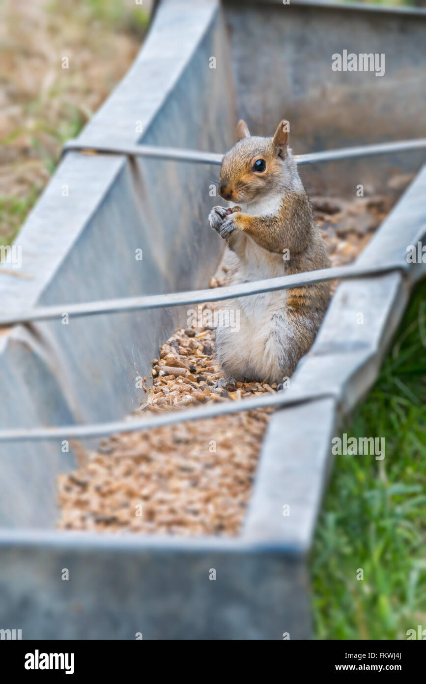 Graue Eichhörnchen sind invasive Arten im Vereinigten Königreich. Dieser ist in einem Bauernhof in einem Feld in Wales Fütterung. UK, Juni Stockfoto