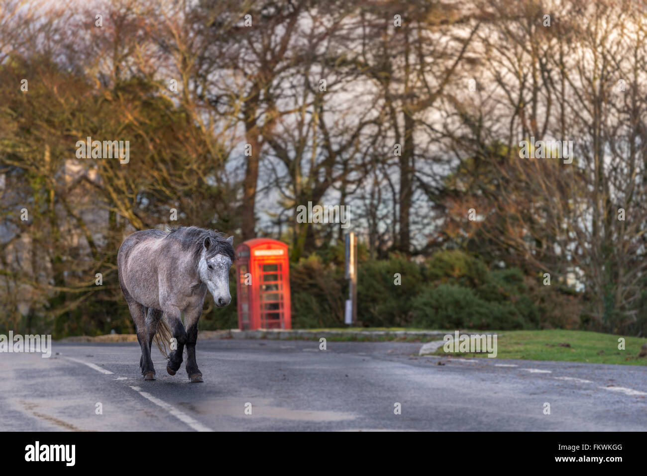 Dartmoor Ponys Leben wild in den Nationalpark und sind oft auf den Straßen, in diesem Fall über eine traditionelle rote Phonebox gesehen. Dartmo Stockfoto