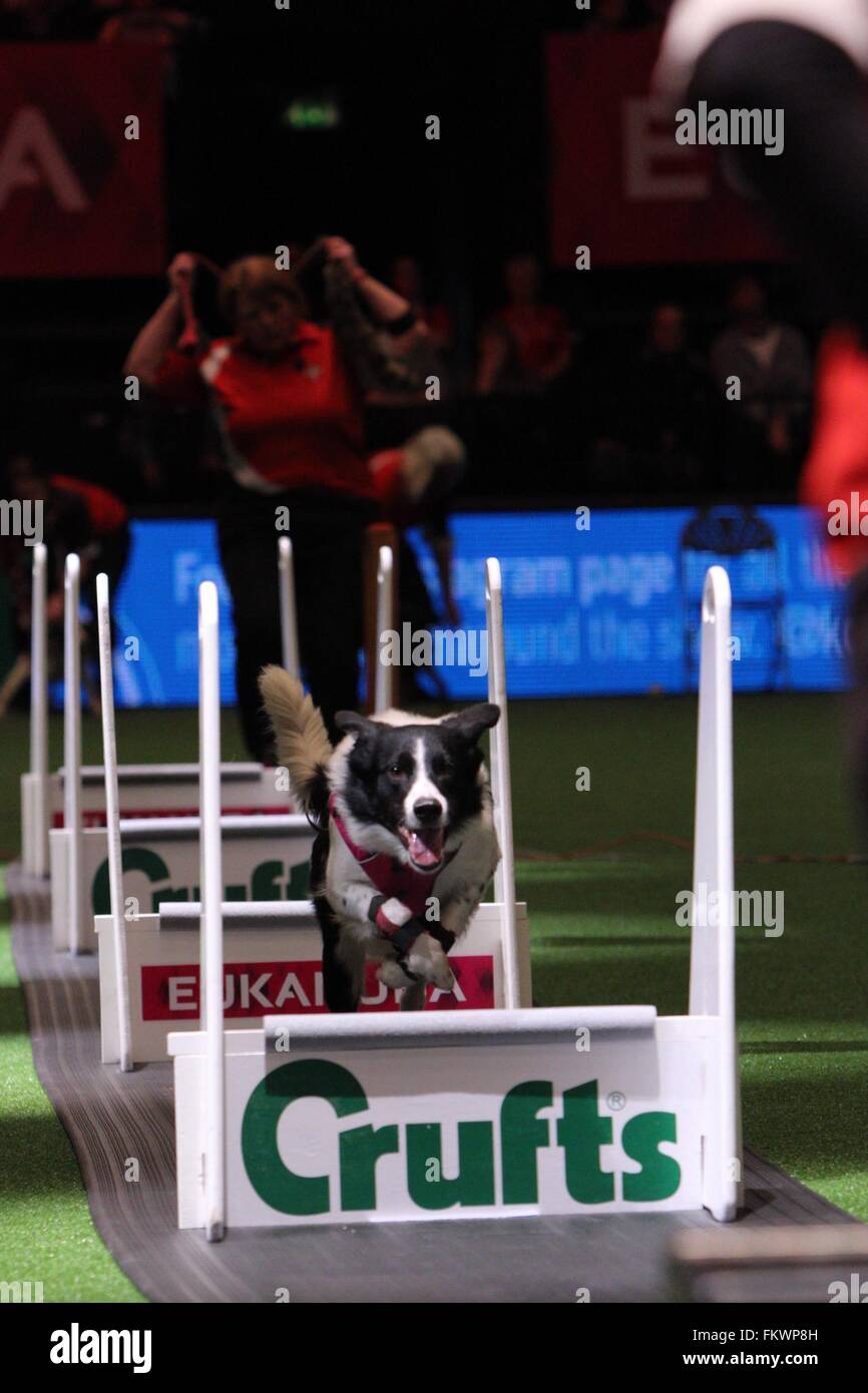 Birmingham, Vereinigtes Königreich. 10. März 2016. Ein Border-Collie beteiligt sich an Flyball auf Crufts. Bildnachweis: Jon Freeman/Alamy Live-Nachrichten Stockfoto