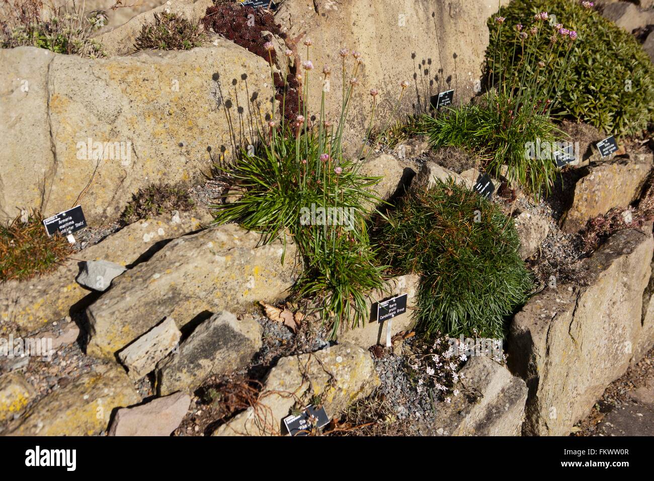 Zwischen Felsen, alpinen Pflanzen in den Gärten der Royal Horticultural Society in Wisley gepflanzt Stockfoto