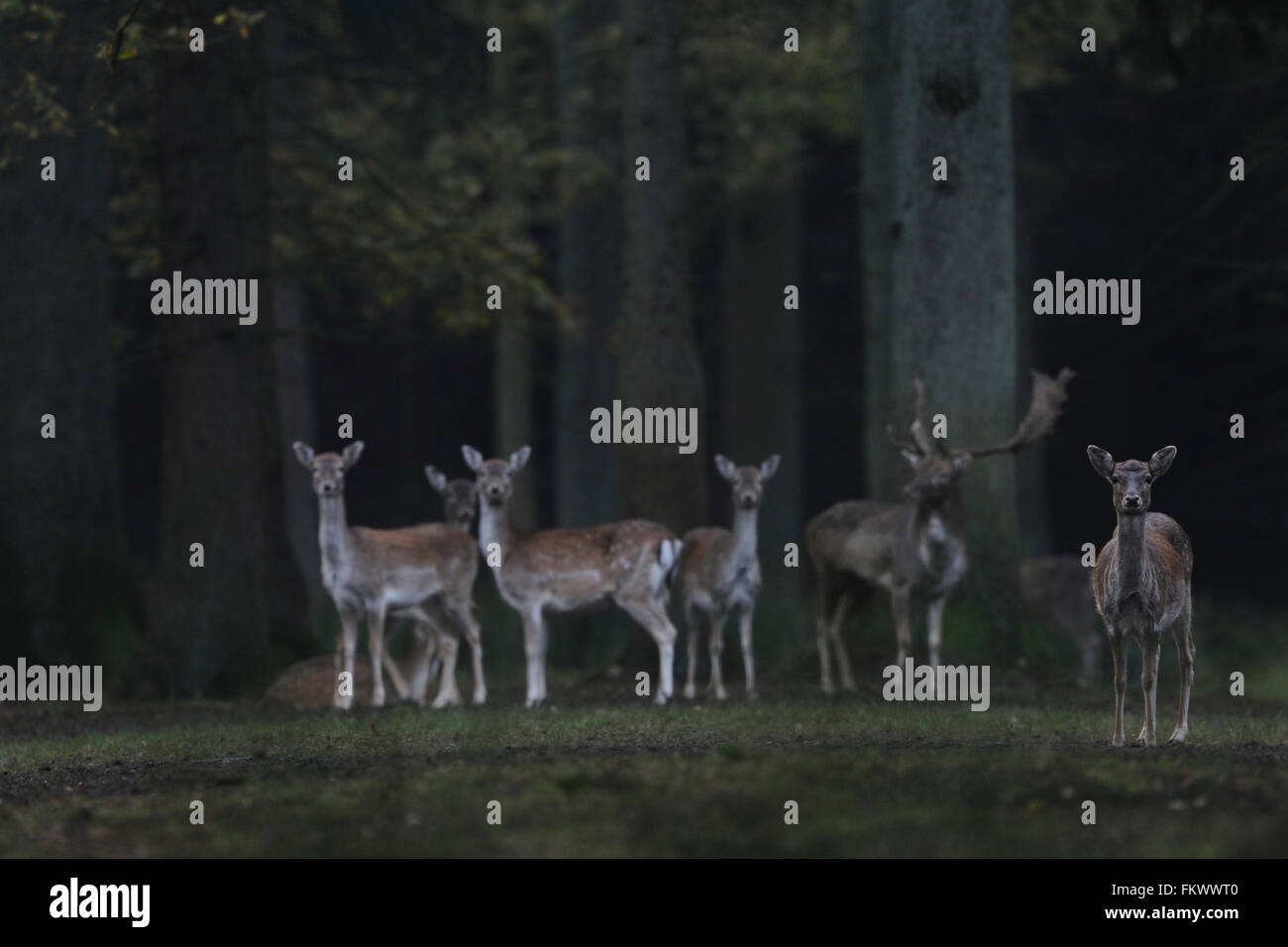 Damhirsch (Dama Dama), scheuen kleine Gruppe von Hirschkühe mit Buck bei Tagesanbruch, während der Brunftzeit, vor einem dunklen Wald. Stockfoto