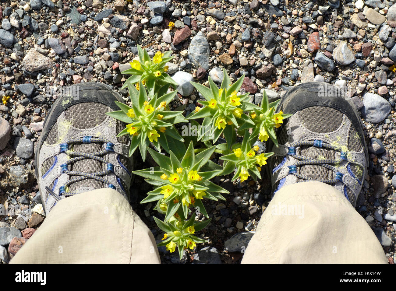 Wanderschuhe mit gelben Pollen neben einem Golden Desert Snapdragon (Mohavea Breviflora) im Death Valley während Super Bloom 2016. Stockfoto