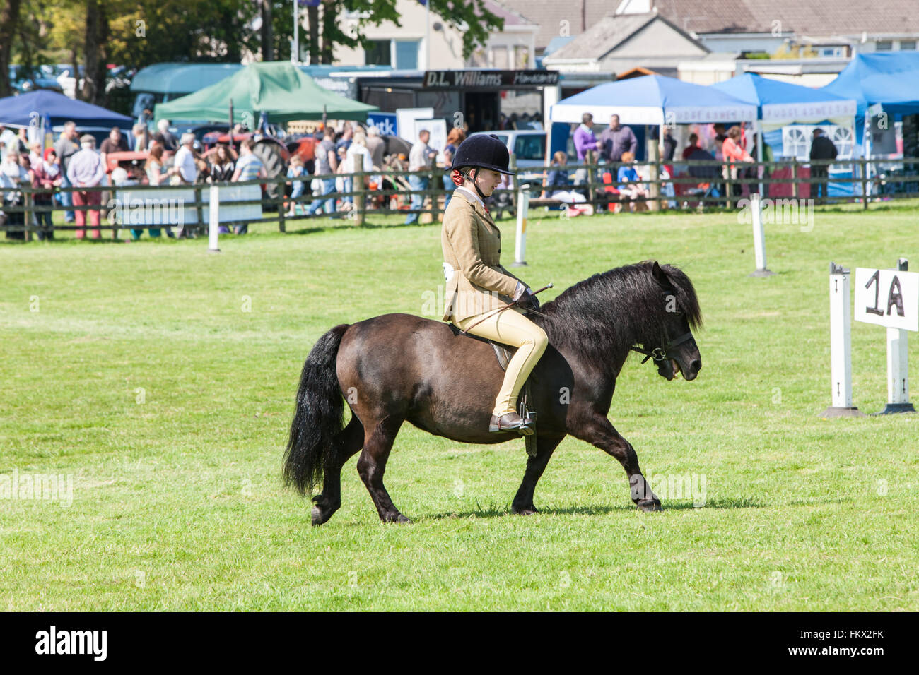 Bei Cothi Brücke Landwirtschaft zeigen Pferd und Pony, in der Nähe von Llandeilo,Carmarthenshire,Wales,U.K. Stockfoto