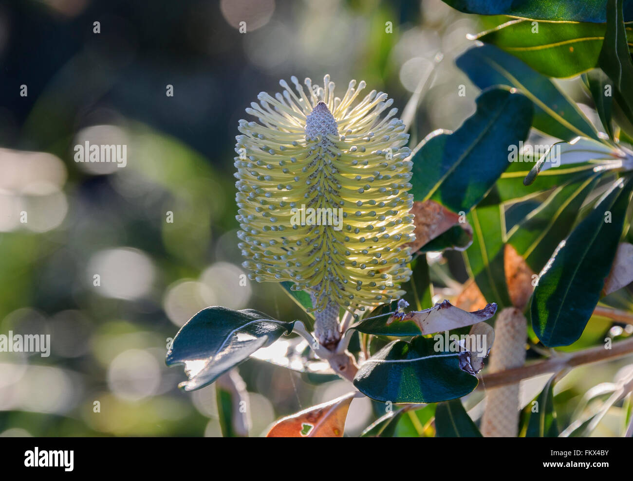 Wunderschöner Australian native Zylinderputzer Pinsel Baum Dolphins Point, Coogee Beach, New South Wales Stockfoto