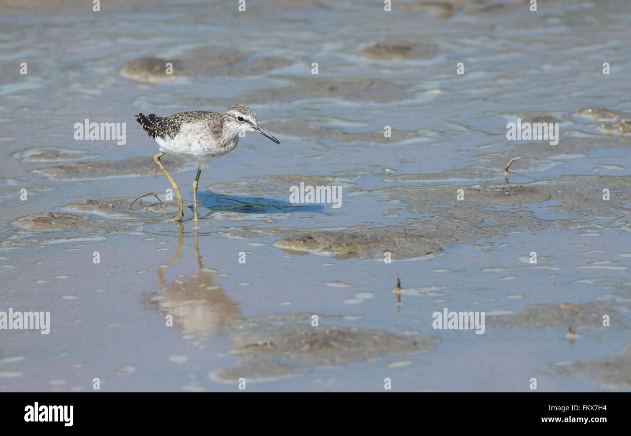 Bruchwasserläufer (Tringa Glareola) Stockfoto