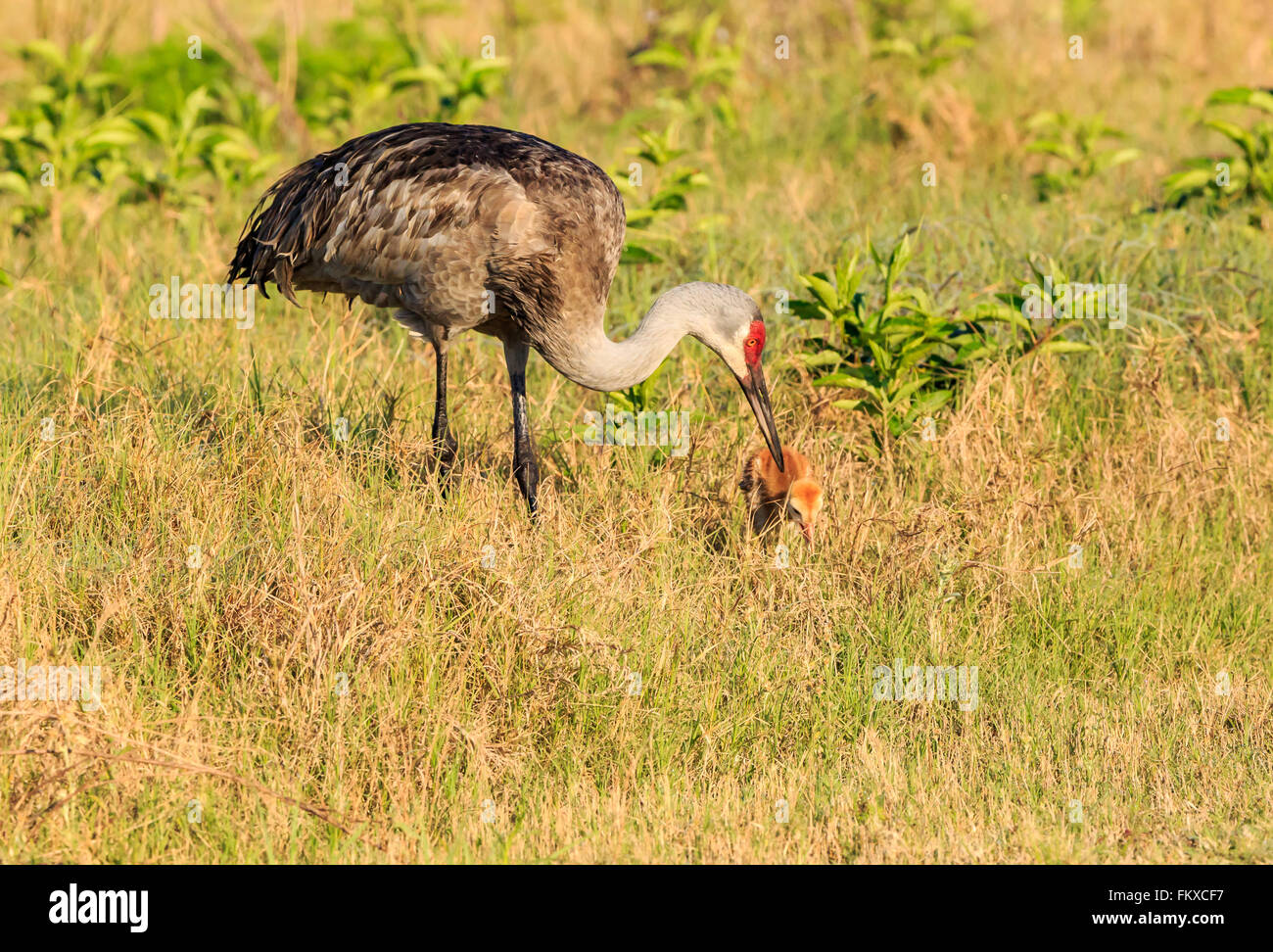 Sandhill Kran auf der Suche nach Küken, grasgrün gelb Hintergrund Stockfoto