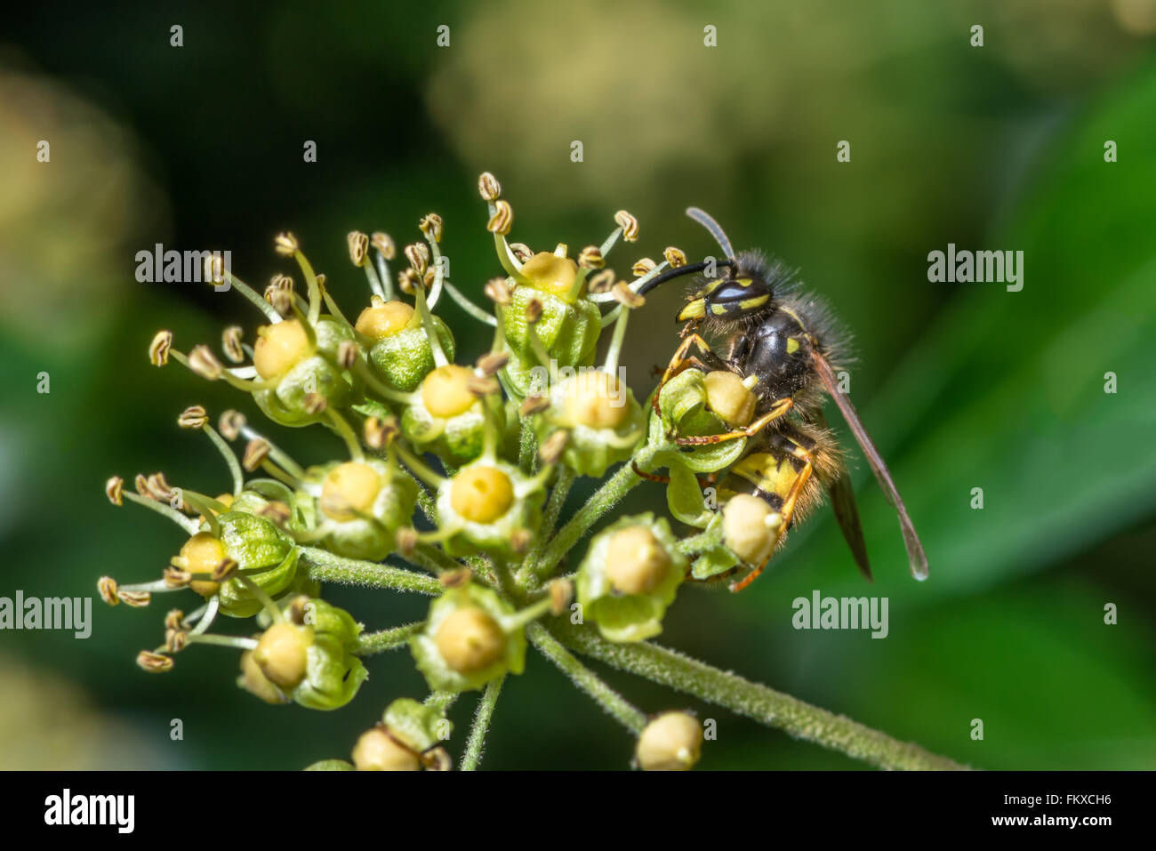 Eine gemeinsame Wespe {Vespula Vulgaris} Fütterung auf die späten blühenden Efeu Blüten im Oktober. Nottingham. Stockfoto