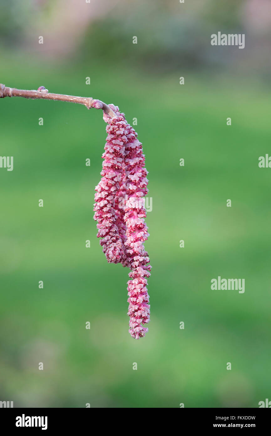 Corylus avellana rote zellernut -Fotos und -Bildmaterial in hoher ...