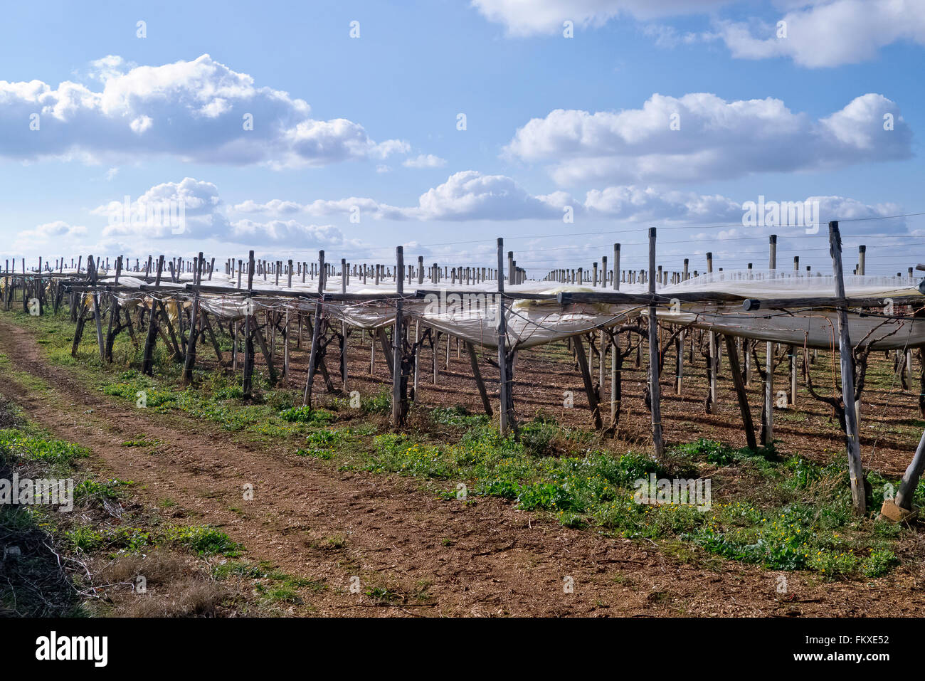 Weinberg von Apulien. Stockfoto