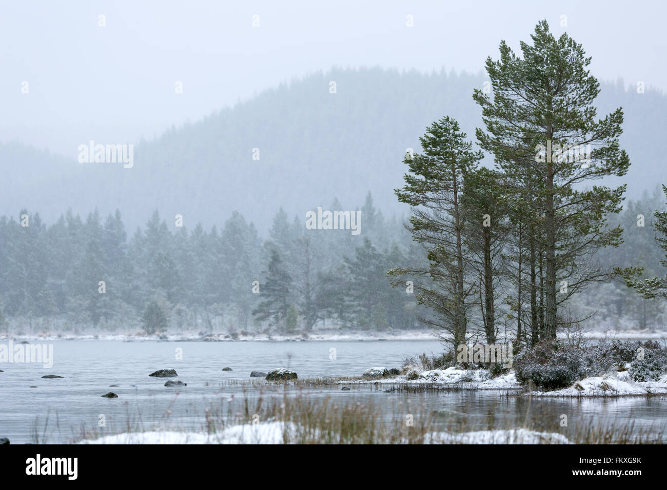 Loch Morlich und den Caledonian Pinienwald in Glenmore, der Cairngorms, Schottland, März 2016. Stockfoto