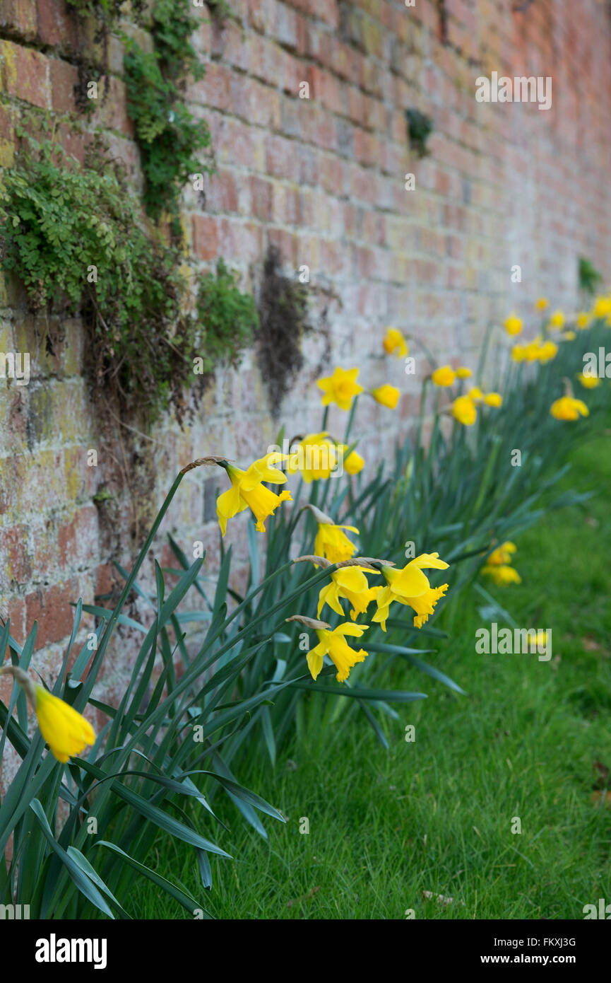 Narzisse Blumen gegen eine alte Mauer. Oxfordshire, England Stockfoto