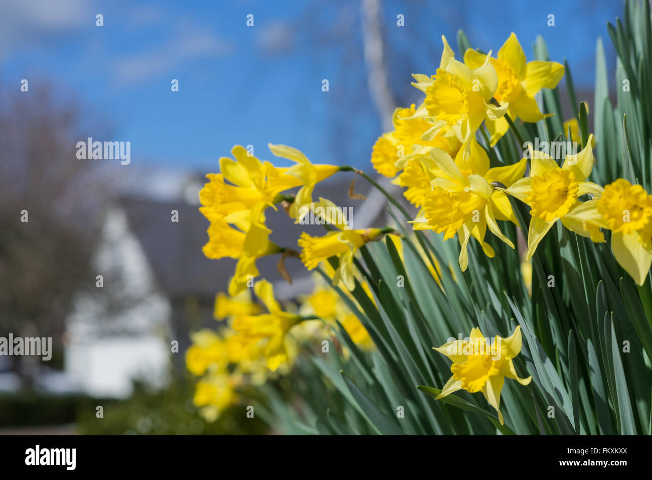 Sonnige Narzissen pop gegen ein strahlend blauer Himmel, mit einem Hause entgratet im Hintergrund. Stockfoto