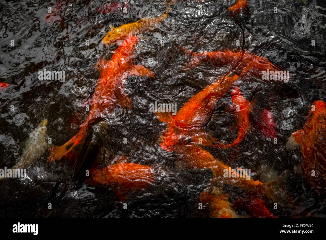 Goldfisch schwimmt wasser Fotos und Bildmaterial in hoher Auflösung