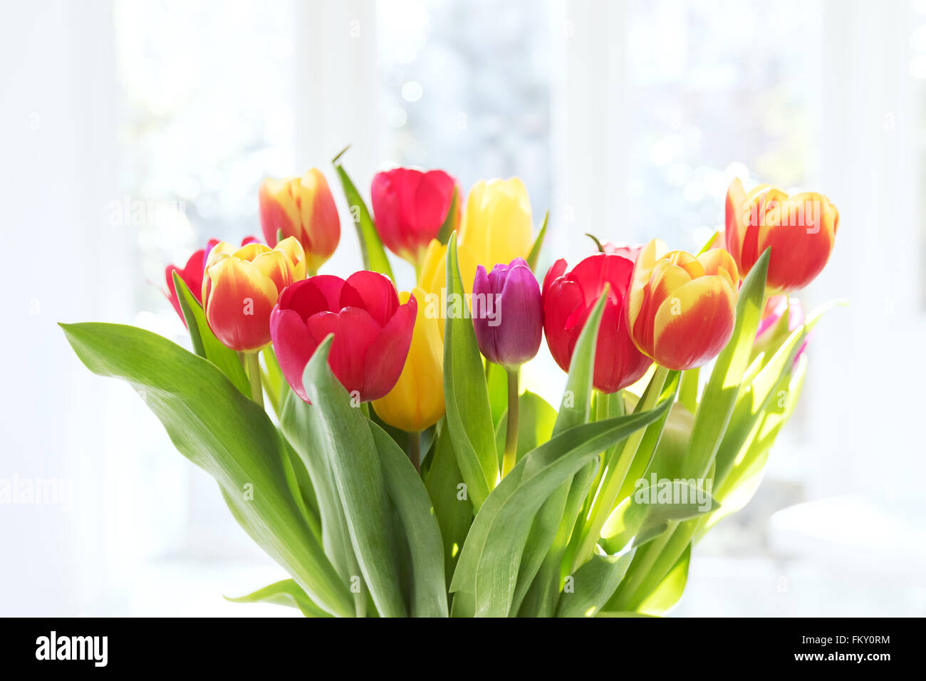 Bunte Truppe von Tulpen in einer Vase, UK Stockfoto