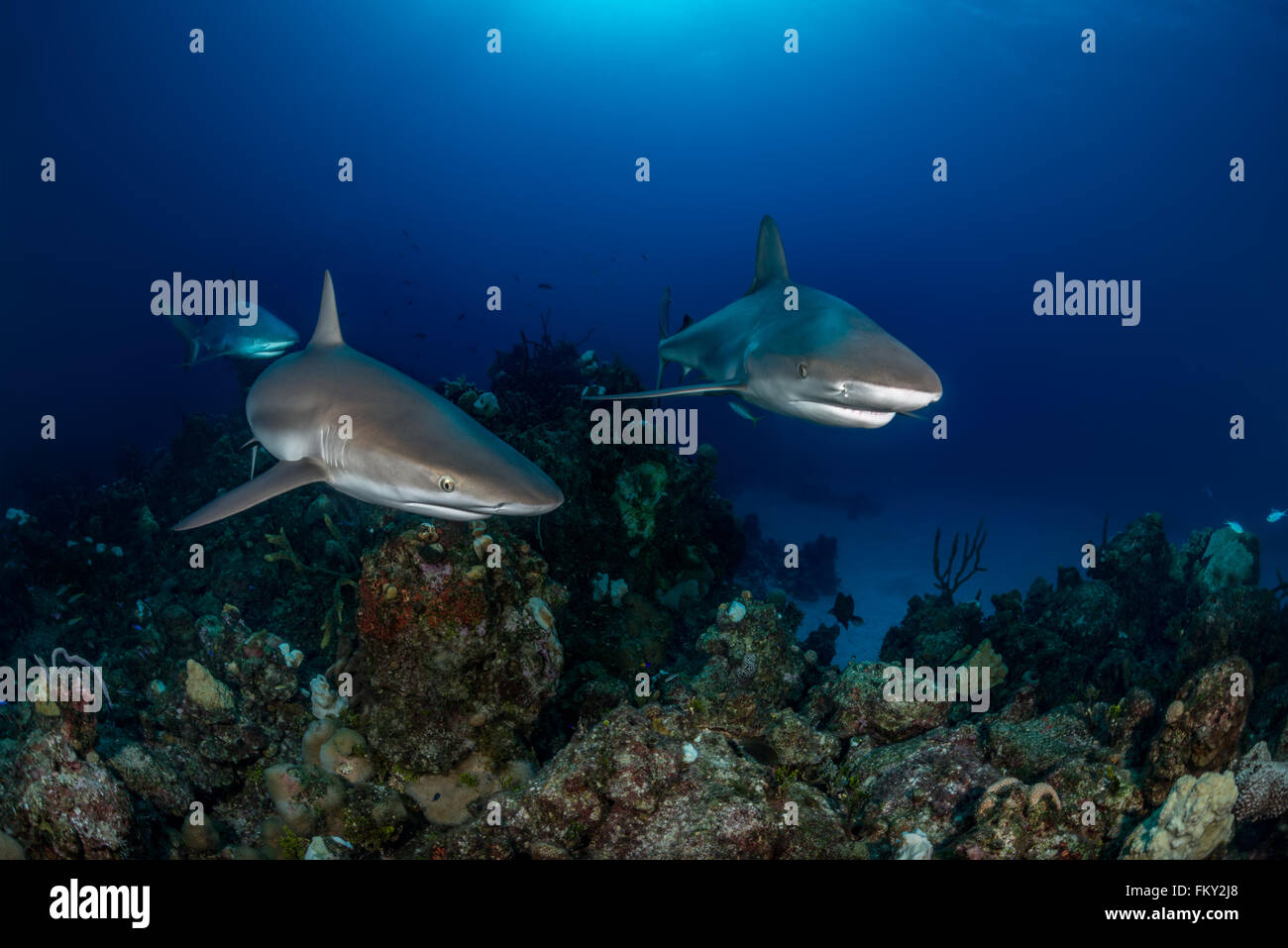 In der Nähe von Eleuthra auf den Bahamas gibt es Möglichkeiten, sehr nah an Karibische Riffhaie zu erhalten. Dezember Stockfoto