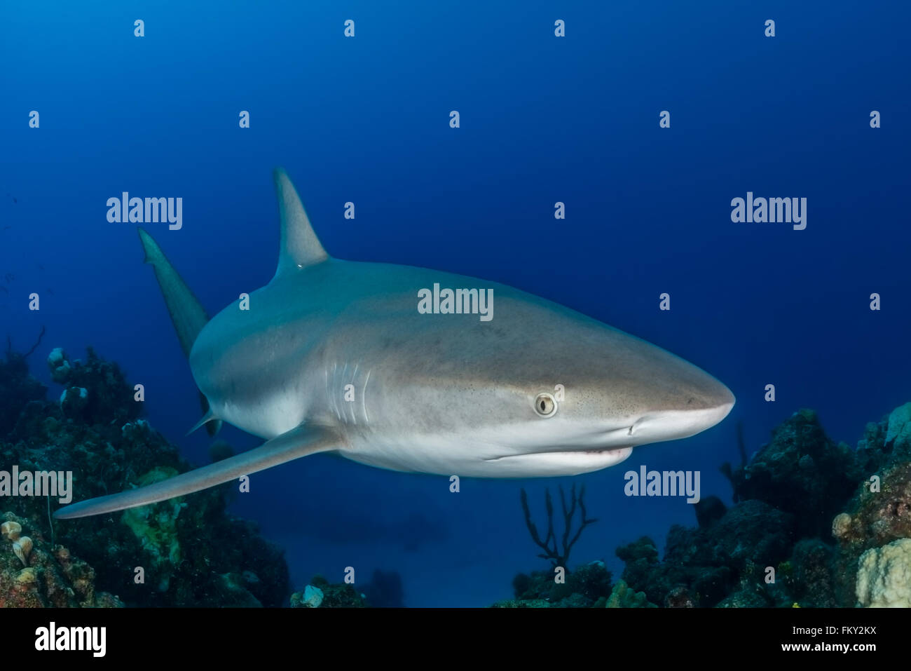 In der Nähe von Eleuthra auf den Bahamas gibt es Möglichkeiten, sehr nah an Karibische Riffhaie zu erhalten. Dieser Hai ist nur 1 Fuß entfernt Stockfoto