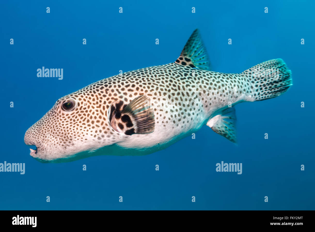 Stern-Kugelfisch {Arothron Stellatus}, schwebt im blauen Wasser. Diese Fische wachsen auf fast 1 Meter lang und sind die größten die puffe Stockfoto