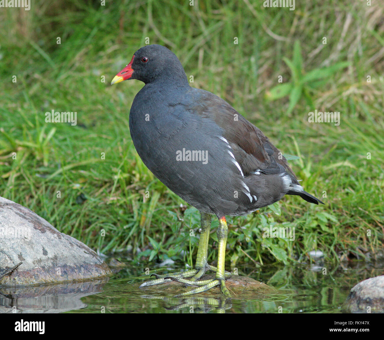 Moorhuhn, Gallinula chloropus, am Teich stehend Stockfoto